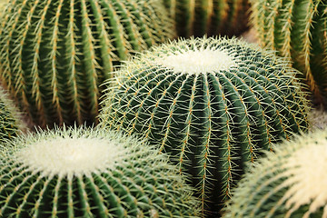 Image showing cactus