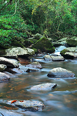 Image showing water spring in jungle