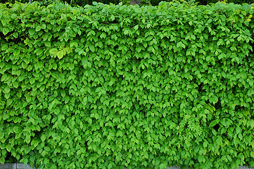 Image showing Green leaves