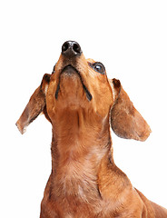 Image showing dachshund dog looking to top