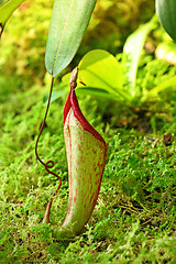 Image showing Pitcher plant