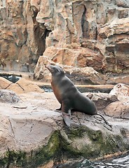 Image showing sea lion