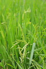 Image showing green paddy rice