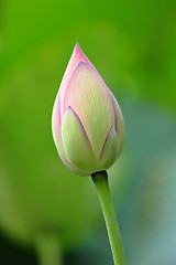 Image showing lotus bud