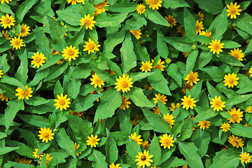 Image showing yellow chrysanthemum flowers