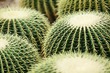 Image showing cactus