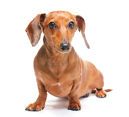 Image showing dachshund