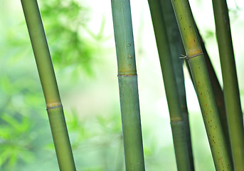 Image showing bamboo