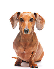 Image showing dachshund dog