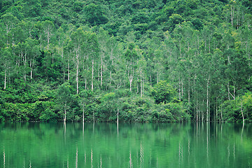 Image showing lake with tree