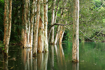 Image showing tree and water