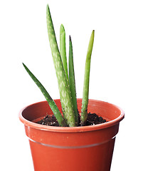 Image showing Aloe plant in pot