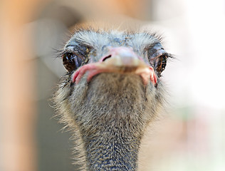 Image showing ostrich bird