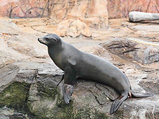 Image showing sea lion