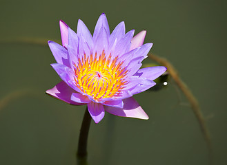 Image showing waterlily flower