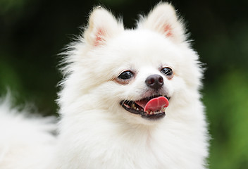 Image showing happy pomeranian dog