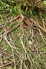 Image showing Roots of tree