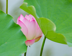 Image showing lotus flower