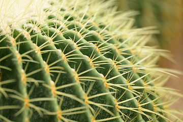 Image showing cactus close up