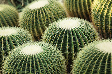 Image showing cactus