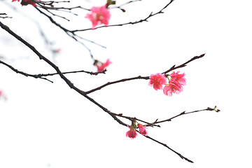 Image showing Sakura japanese cherry blossoms