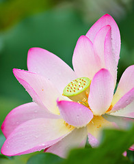 Image showing lotus flower