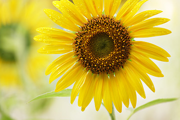 Image showing Sunflower