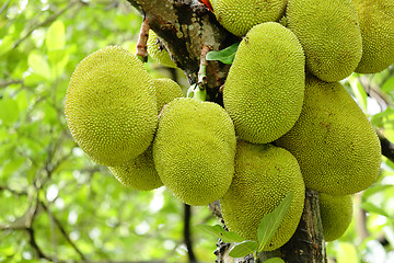 Image showing Jackfruit