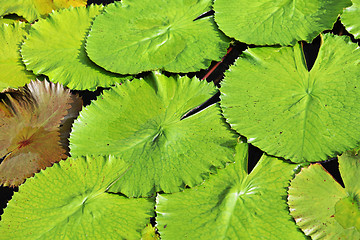 Image showing lotus leaf