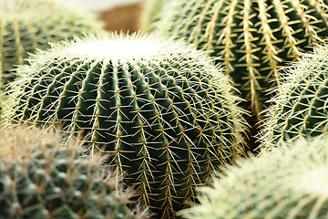 Image showing cactus