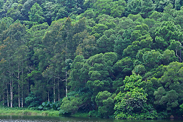 Image showing lake with wood