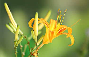 Image showing orange hemerocallis flower