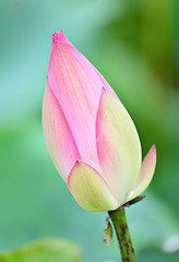 Image showing lotus bud