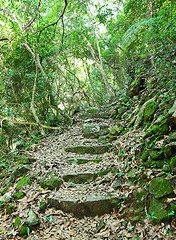 Image showing Forest Path