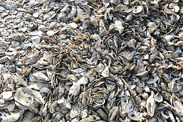 Image showing oyster shell