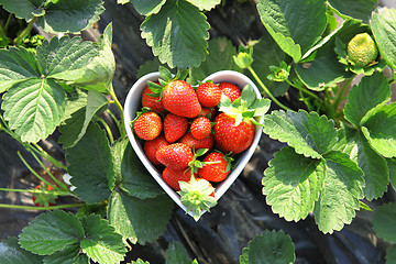 Image showing strawberry in heart shape bowl