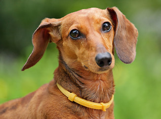 Image showing dachshund