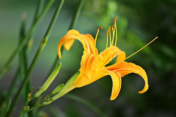 Image showing orange hemerocallis flower