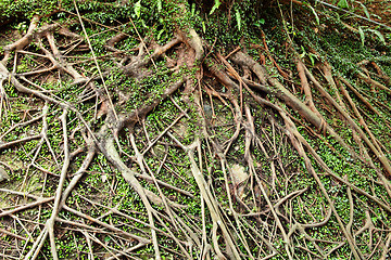 Image showing tree root