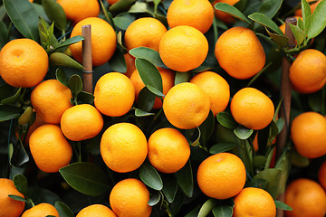 Image showing kumquat for chinese new year