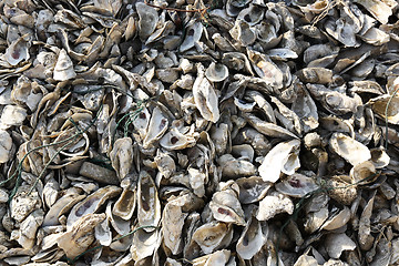Image showing oyster shell