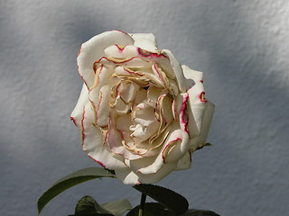 Image showing Multipetalled Rose