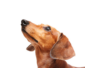 Image showing dachshund dog looking up