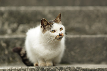 Image showing cat