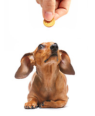 Image showing dachshund dog looking to money