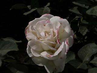 Image showing Multipetalled Rose