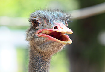 Image showing ostrich