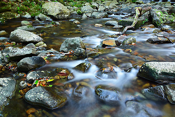 Image showing water spring in forest