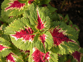 Image showing Red and Green Leaves