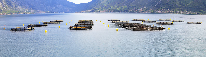 Image showing Aquafarming